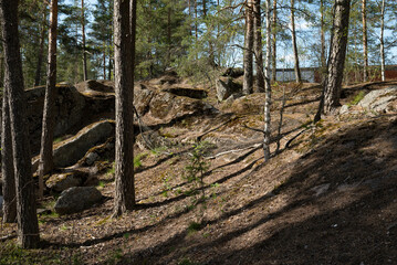 trees and stones in the forest