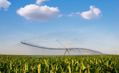 Agricultural irrigation system watering corn field in summer