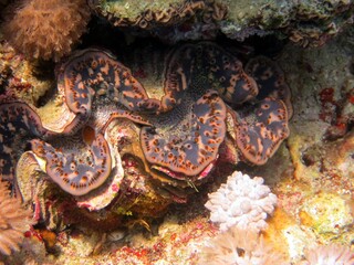 red sea fish and coral reef