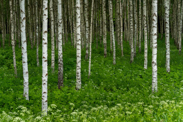birch grove in spring