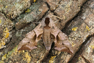 Obraz premium Closeup on a Eyed Hawk-moth, Smerinthus ocellatus sitting on wood