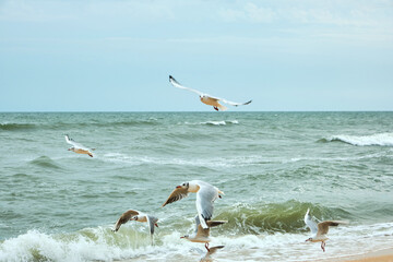 Seagulls birds in the sea