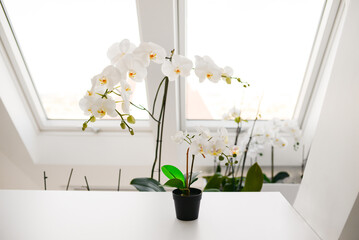 beautiful white orchid flowers in a vase on the table against the background of the window in the interior