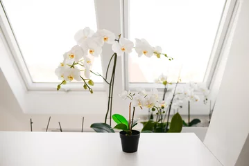 Foto op Plexiglas beautiful white orchid flowers in a vase on the table against the background of the window in the interior © Olena Svechkova