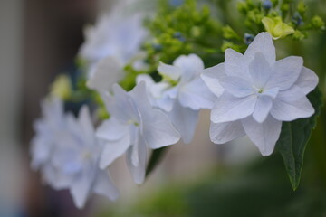 甲府・春日通り商店街・紫陽花