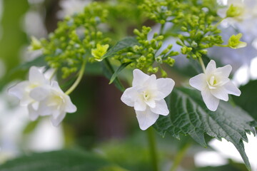 甲府・春日通り商店街・紫陽花