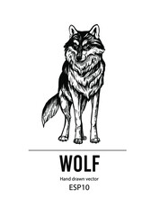 Wolf illustration. Hand drawn vector. Tattoo, logotype, t-shirt design