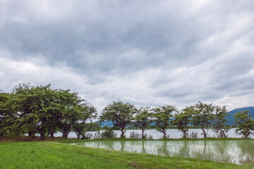 滋賀県草津市　梅雨時の田んぼ