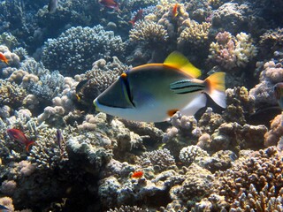 red sea fish and coral reef