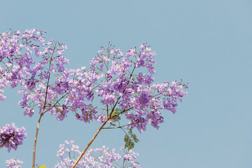 jacaranda in bloom at springtime. It is a beautiful ornamental tree with a stunning color of flowers