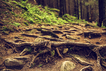 Dark moody forest