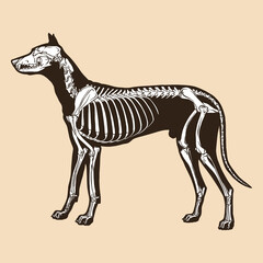 Skeleton dog vector illustration