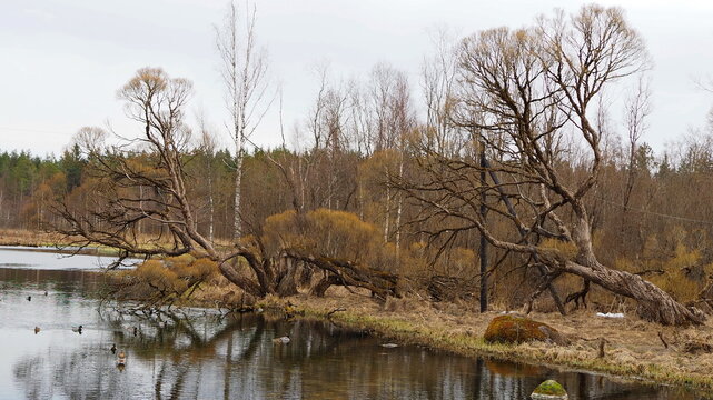 Rural Landscape. Old Willows On The Banks Of The River In The Park Of The Roerich Estate Museum. Izvara, Russia.