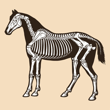 Skeleton horse vector illustration
