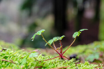 Erva de São Roberto
