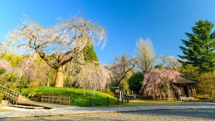 平安絵巻のような華麗な風景「樹齢300年・しだれ桜」観光名所(浄専寺)
A...