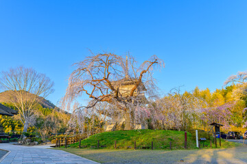 平安絵巻のような華麗な夕焼け風景「樹齢300年・しだれ桜」(浄専寺)
A...