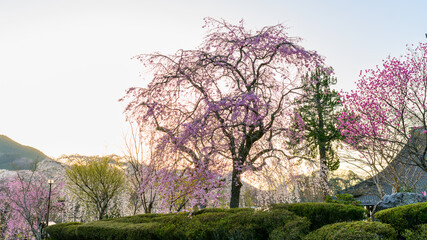 平安絵巻のような華麗な夕焼け風景「樹齢300年・しだれ桜」(浄専寺)
A...