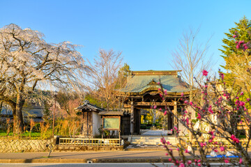 観光名所・浄専寺境内風景
Tourist attraction, Josenji precincts...