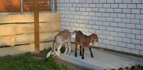 Anglo Nubian goat