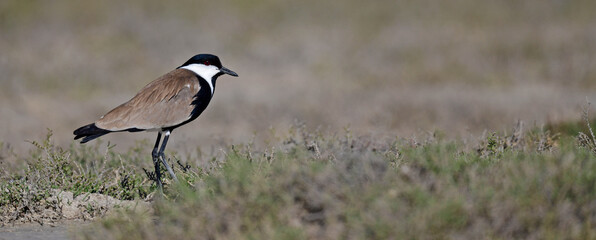 Spur-winged lapwing // Spornkiebitz (Vanellus spinosus) - Axios Delta, Greece