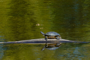 Obraz premium Wasserschildkröte