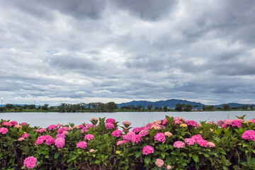 滋賀県草津市　梅雨時期の平湖
