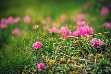 Obraz premium Rhododendron flowers in nature