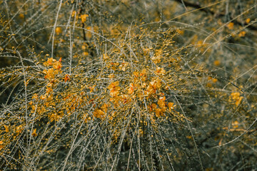 Parkinsonia Aculeata flowering plant in garden
