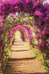 bougainvillea blooms in a decorative alley or arch