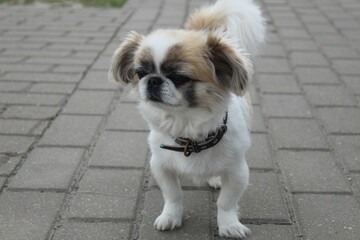 A small dog Tibetan spaniel in an urban environment on paving slabs. Small breeding dogs. Pets