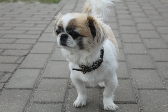 A small dog Tibetan spaniel in an urban environment on paving slabs. Small breeding dogs. Pets