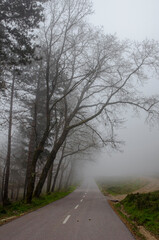 Nevoeiros de Primavera