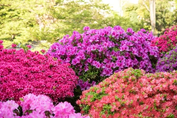Fond de hotte en verre imprimé Azalée 色とりどりのツツジが満開の日本庭園