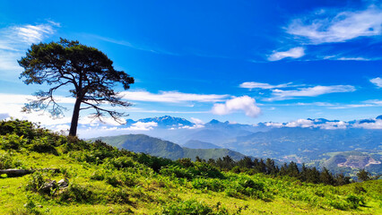 Fototapeta na wymiar Pine tree and Picos de Europa National Park in background seen from El Sueve mountains, Asturias, Spain