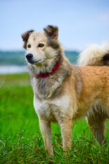 Brown mixed beautiful dogs and green background.