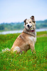 Brown mixed beautiful dogs and green background.