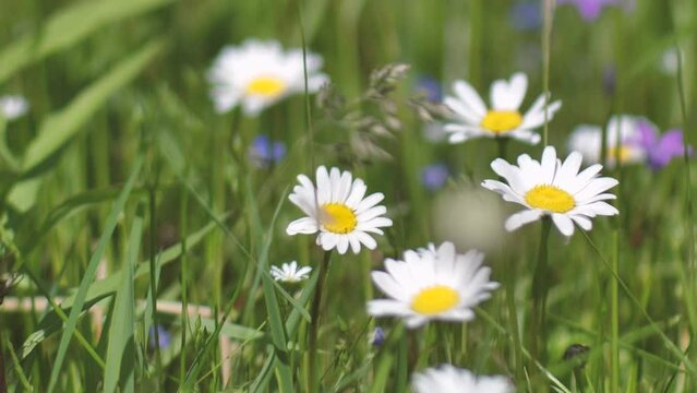 Daisies in the meadow at sunset. Solstice crown flowers. White summer flowers in the pasture.