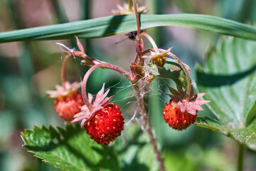 Ripe red strawberries close up. Delicious berry in the forest, favorite delicacy