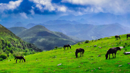 Fototapeta premium Asturcon breed horses grazing in the Sierra del Sueve, Colunga and Parres municipalities, Asturias, Spain