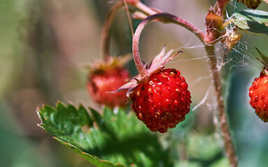 Ripe red strawberries close up. Delicious berry in the forest, favorite delicacy