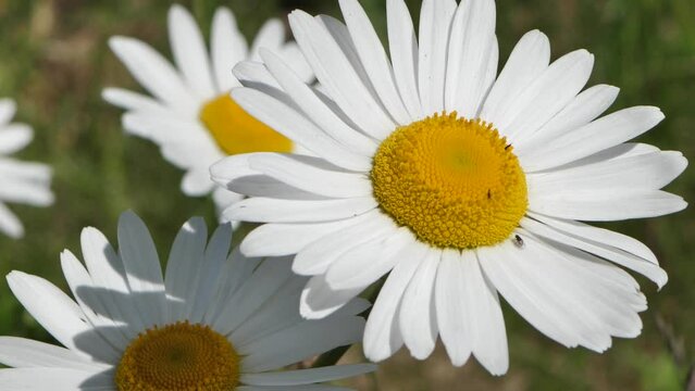 Daisies in the meadow at sunset. Solstice crown flowers. White summer flowers in the pasture.