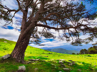 Pine tree in the trail from El Fitu to Pienzu peak, El Sueve mountains, Asturias, Spain