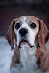 beagle dog portrait