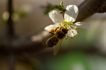 Fototapeta na wymiar bee on flower