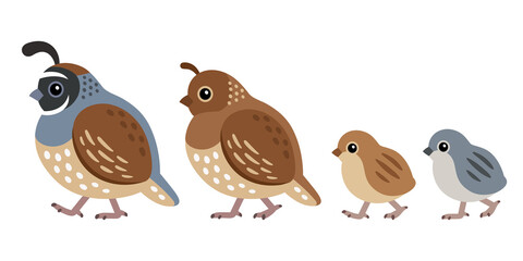 Cute cartoon California quail family - obrazy, fototapety, plakaty