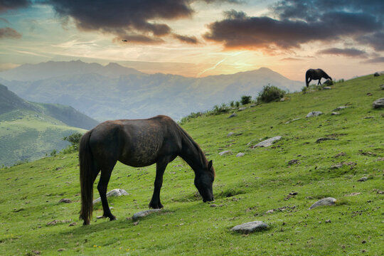 Asturcon breed horses grazing in the Sierra del Sueve, Colunga and Parres municipalities, Asturias, Spain