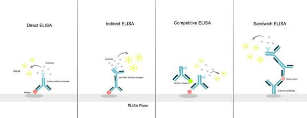 The principle of Enzyme-Linked Immunosorbent (ELISA) Assay: Direct, Indirect, Competitive, and Sandwich ELISA technique  - obrazy, fototapety, plakaty