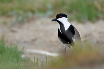 Spur-winged lapwing // Spornkiebitz (Vanellus spinosus) - Axios Delta, Greece