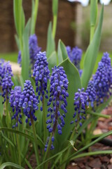 blue hyacinth flowers